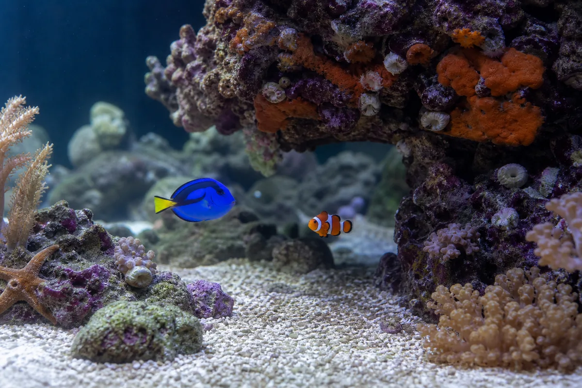 How Many Gallons Before a Tang Meets a Clownfish?