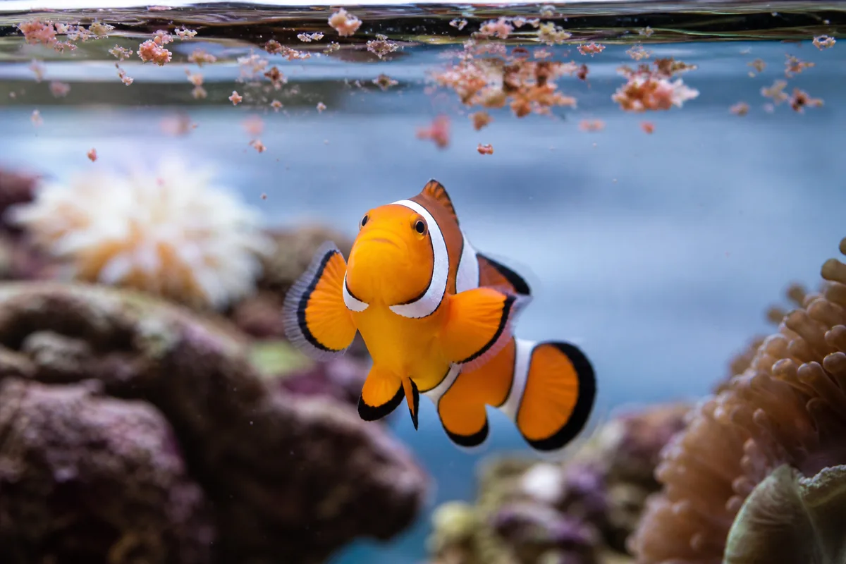 Clownfish natural habitat and the 26 species you can keep