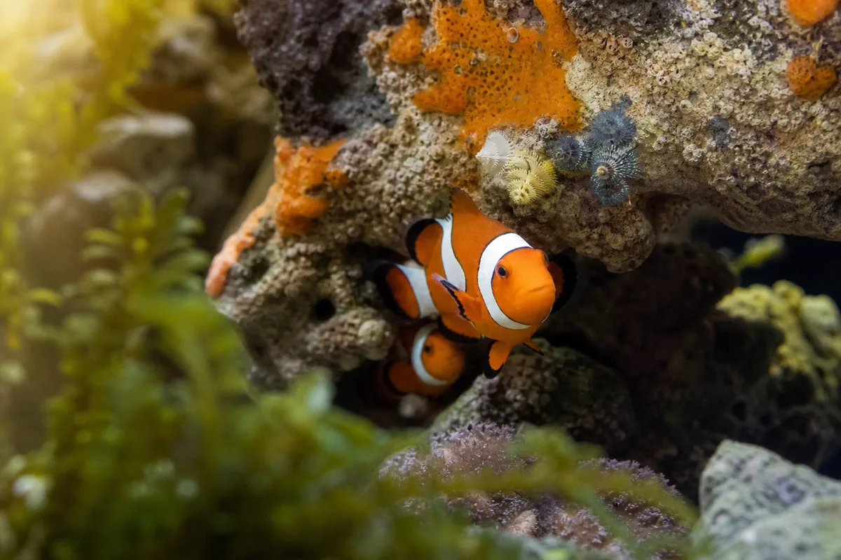 Tank setup: what a 20-gallon needs to succeed