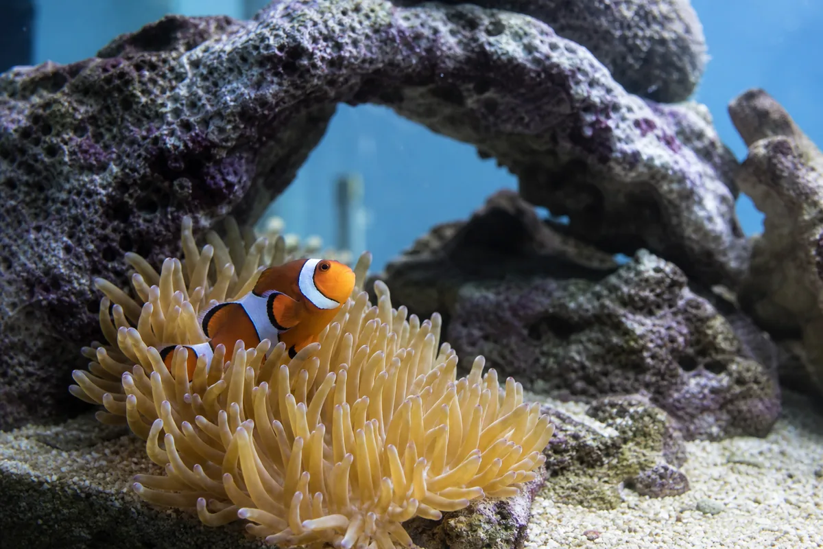 What anemones actually need: the demanding side of this relationship