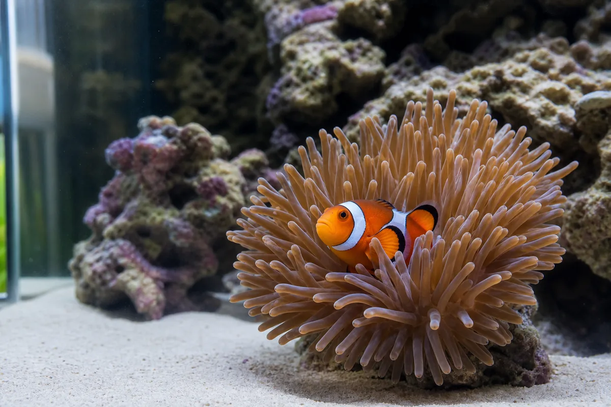 Anemone placement and tank preparation