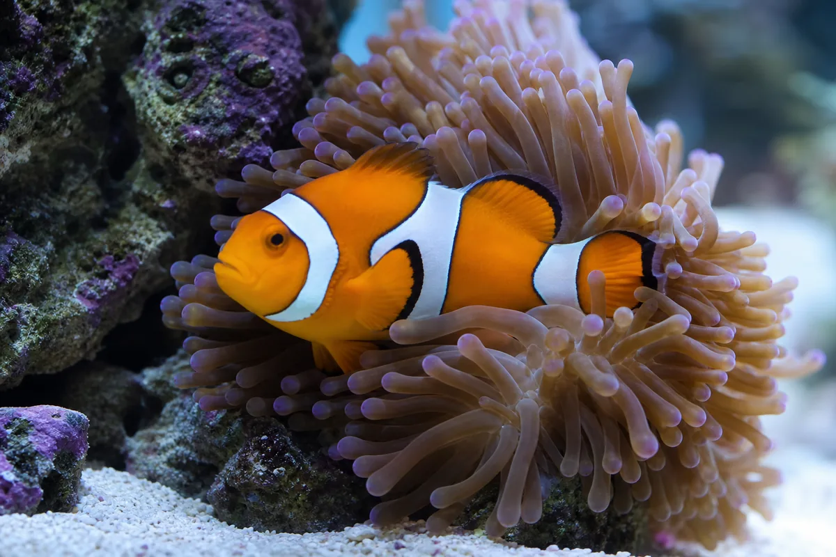 Do Clownfish Actually Need an Anemone to Thrive?