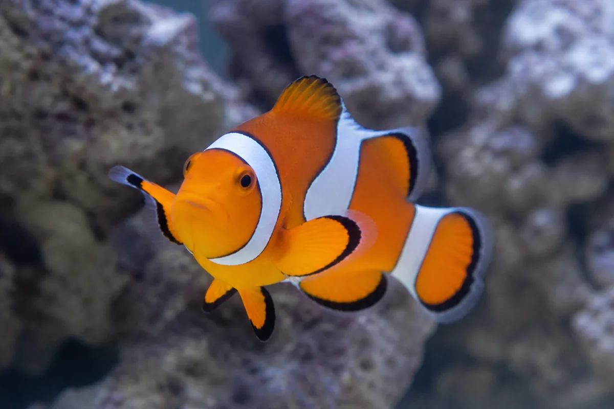 Why Does Tank Size Matter More Than The Fish Label?