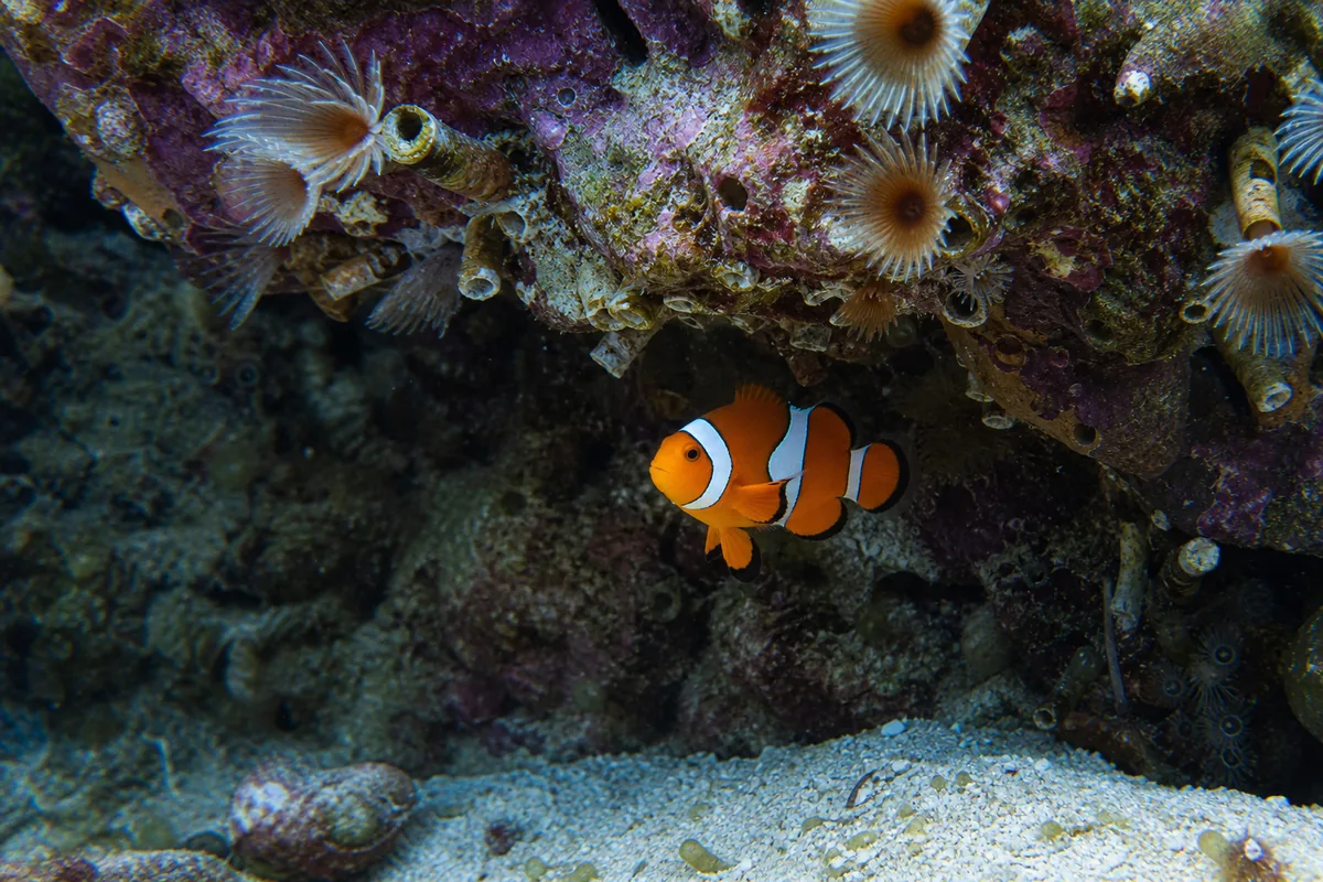 A Clownfish Lives Six to Ten Years in a 20-Gallon Tank