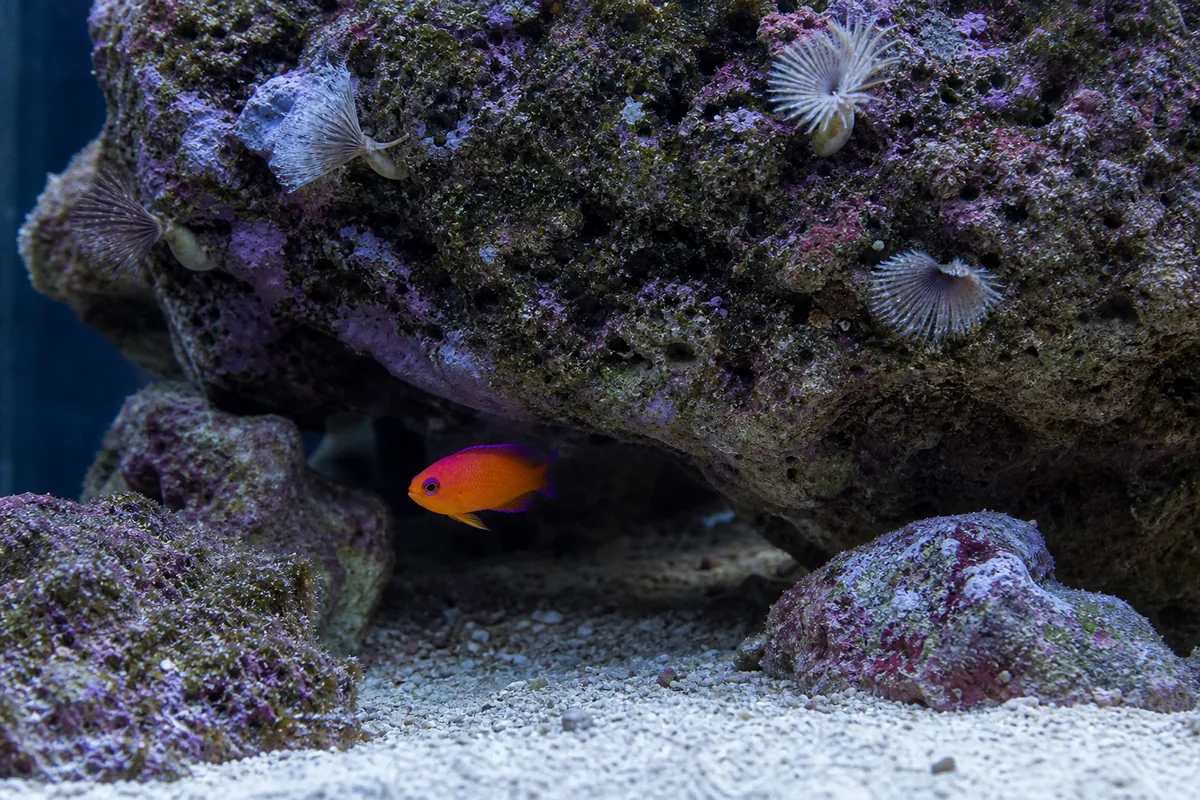 Tank setup: 70 gallons minimum with hiding structure