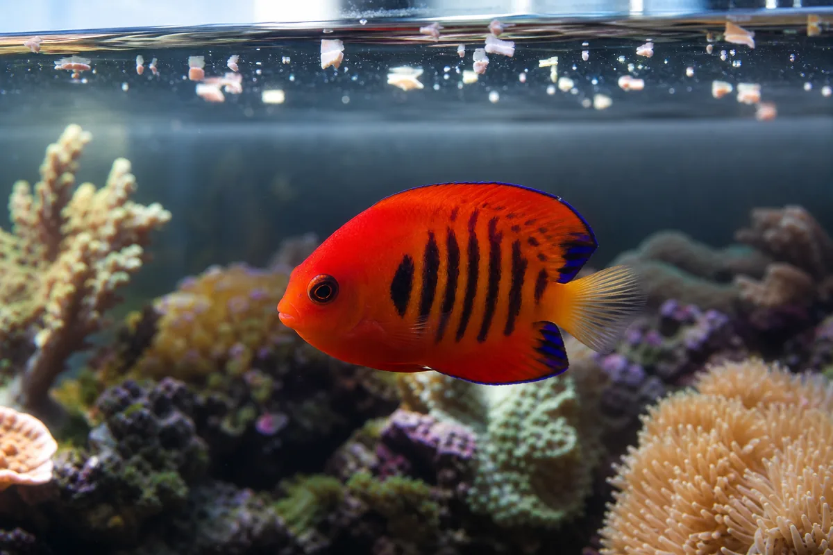 Diet: omnivore feeding with algae emphasis