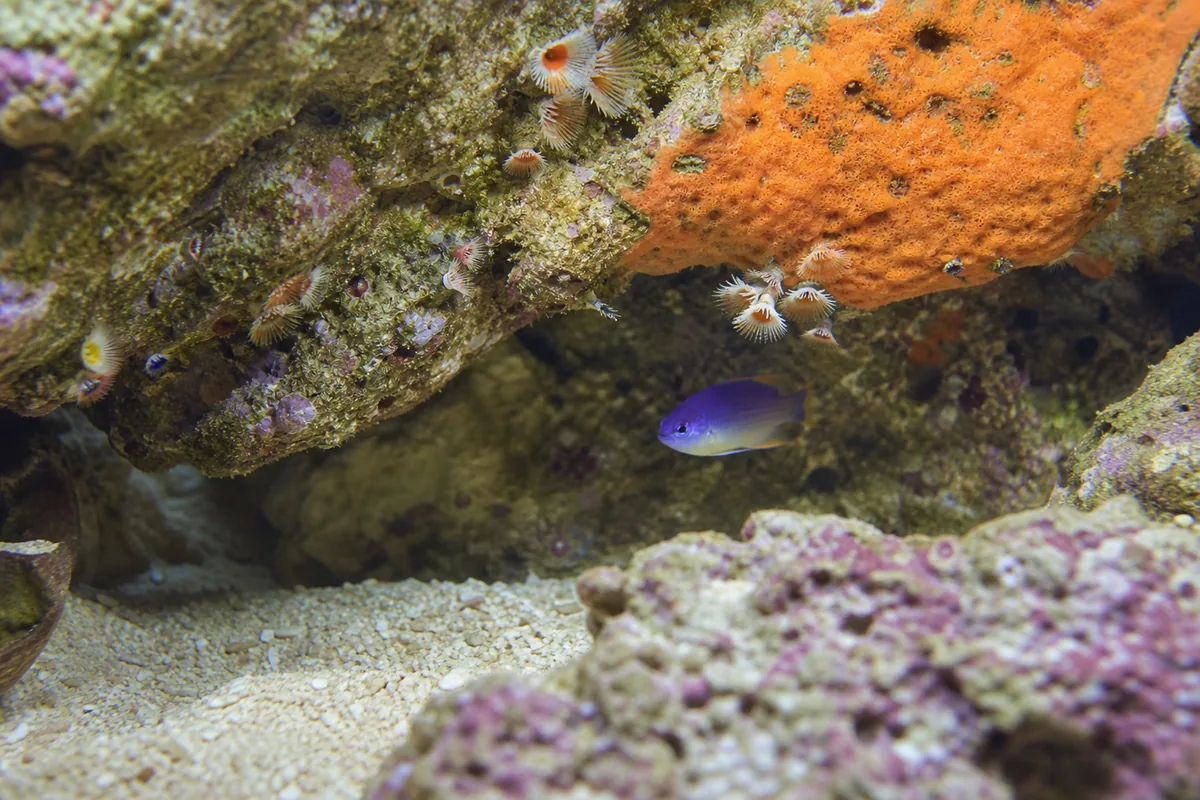 Damselfish species overview: 350+ species, very different behaviors