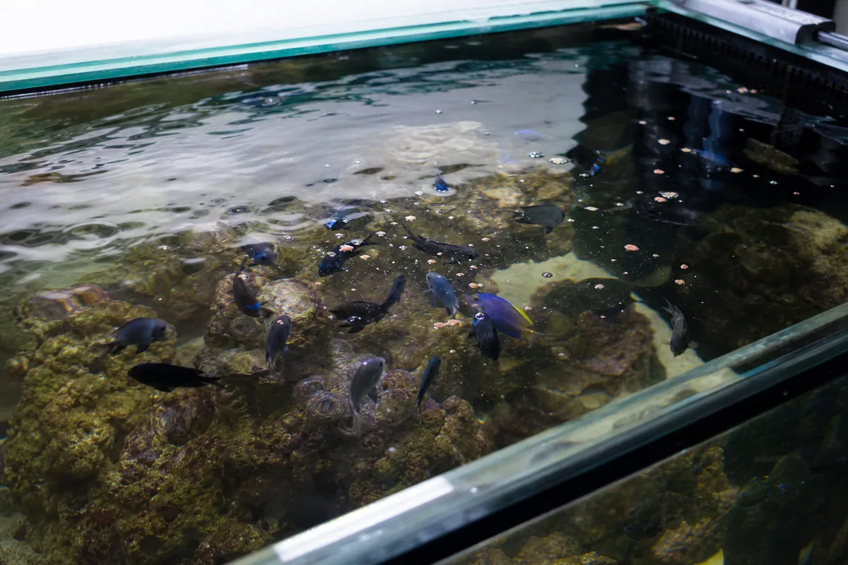 Damselfish Are Hardy but Hard to Remove Later