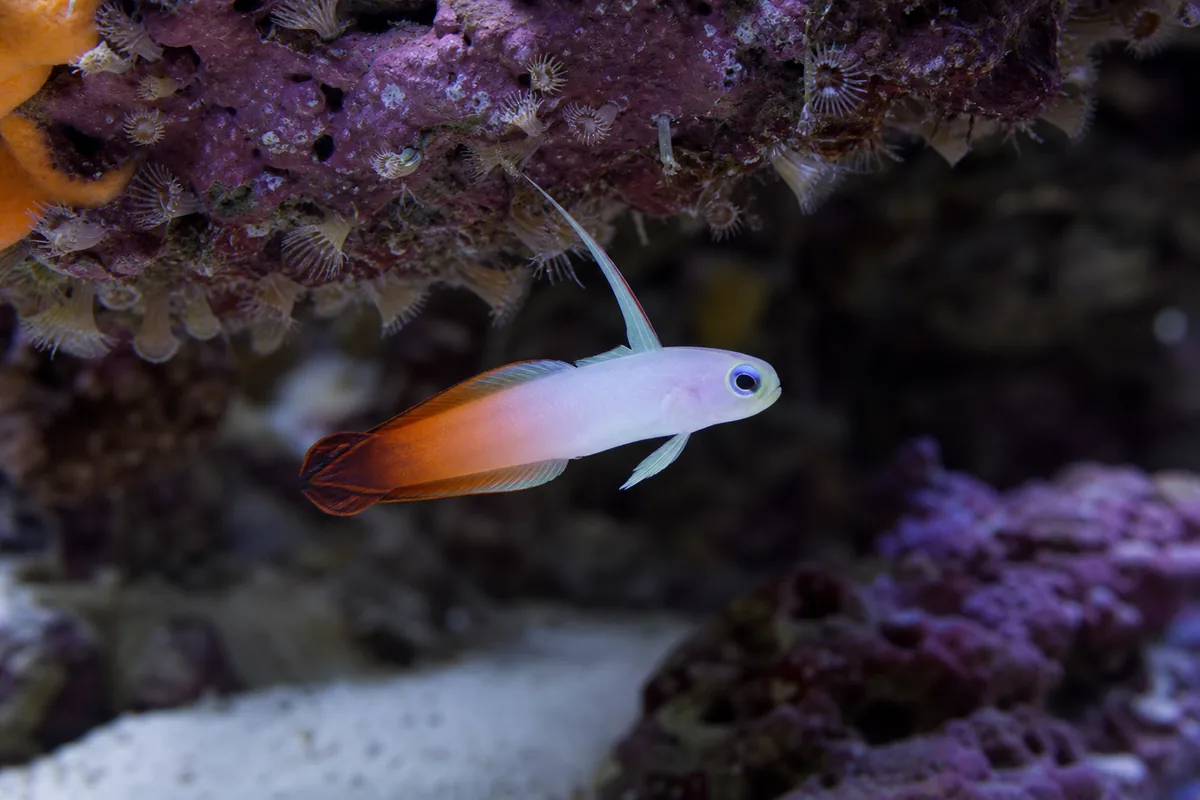 Tank setup: nano-friendly with one critical requirement
