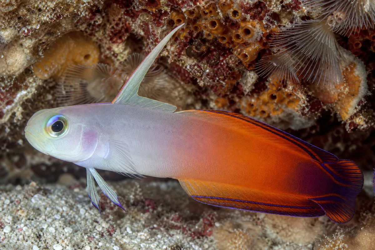 Diet: planktivore feeding in captivity