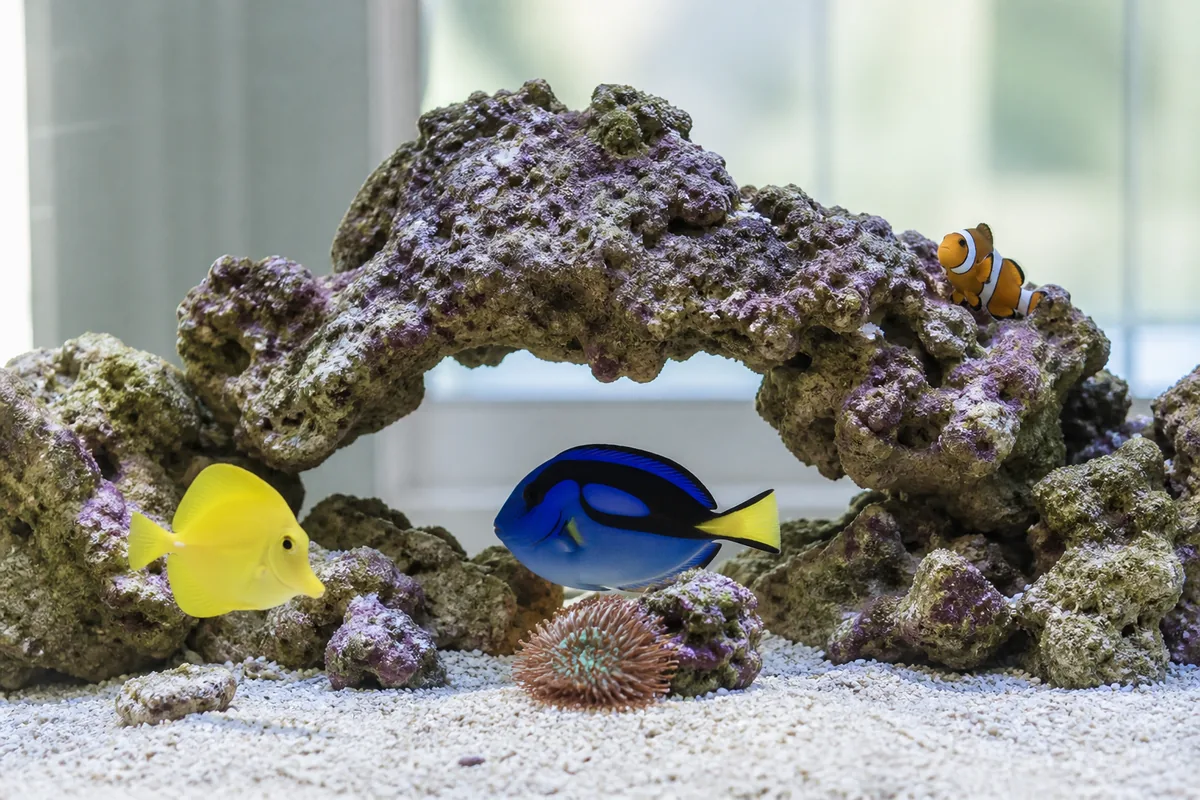 Live Rock Is the Biological Engine of a Reef Tank