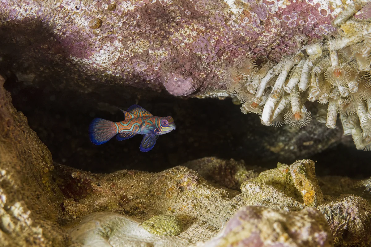 Mandarin tank setup: why it's really a copepod farming operation