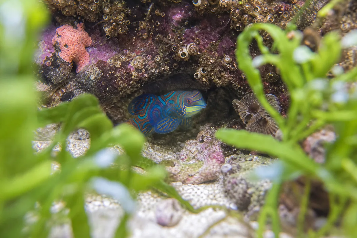 Diet: the copepod challenge and trained eaters