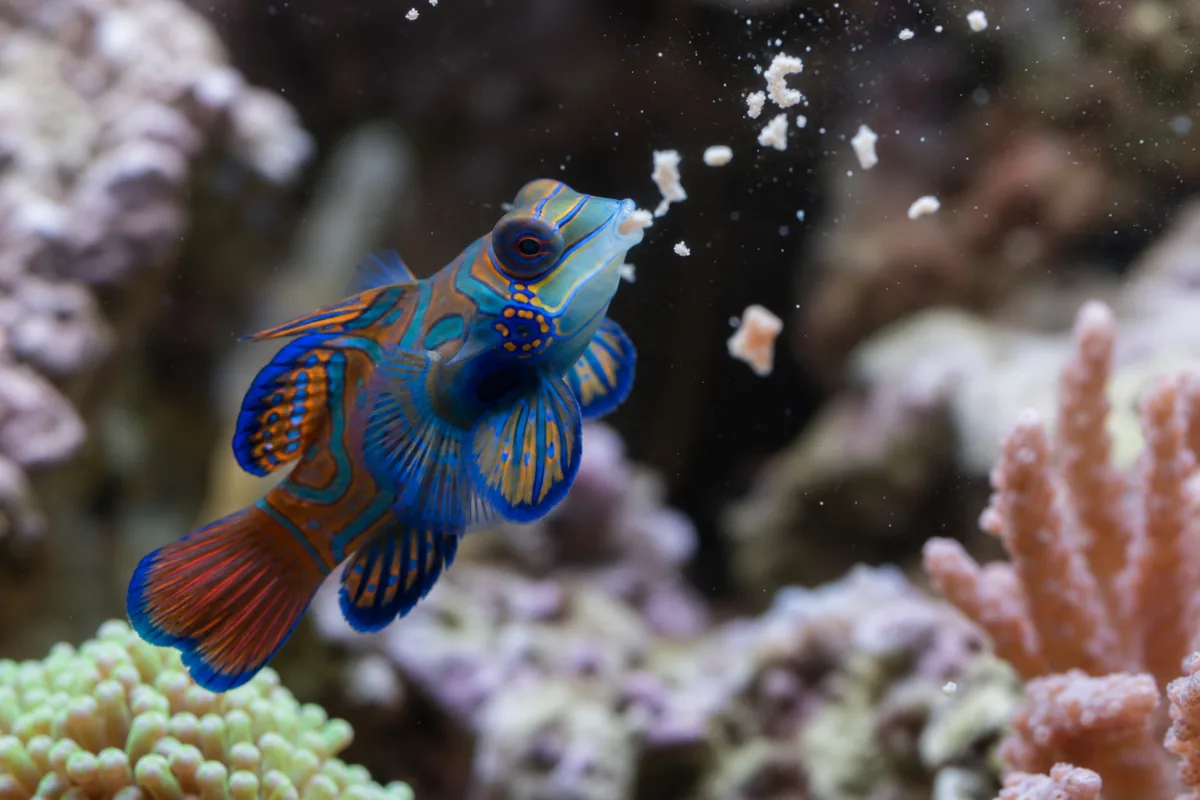 Why Most Mandarin Dragonets Starve in the First Year