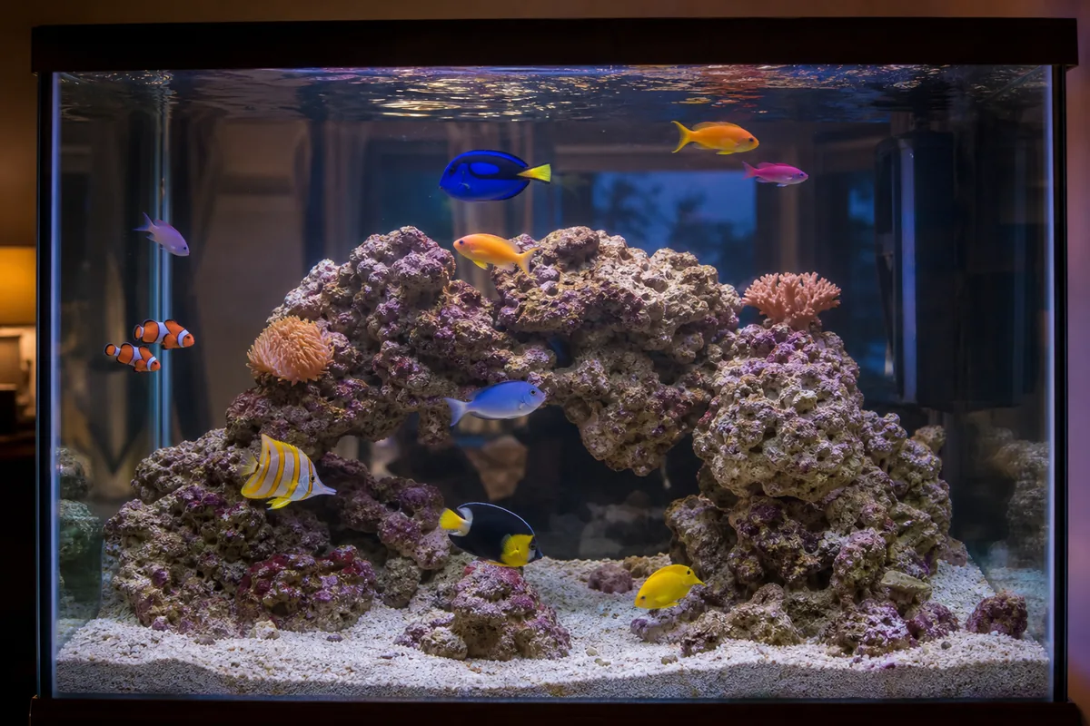 What equipment do you actually need for a first reef tank?