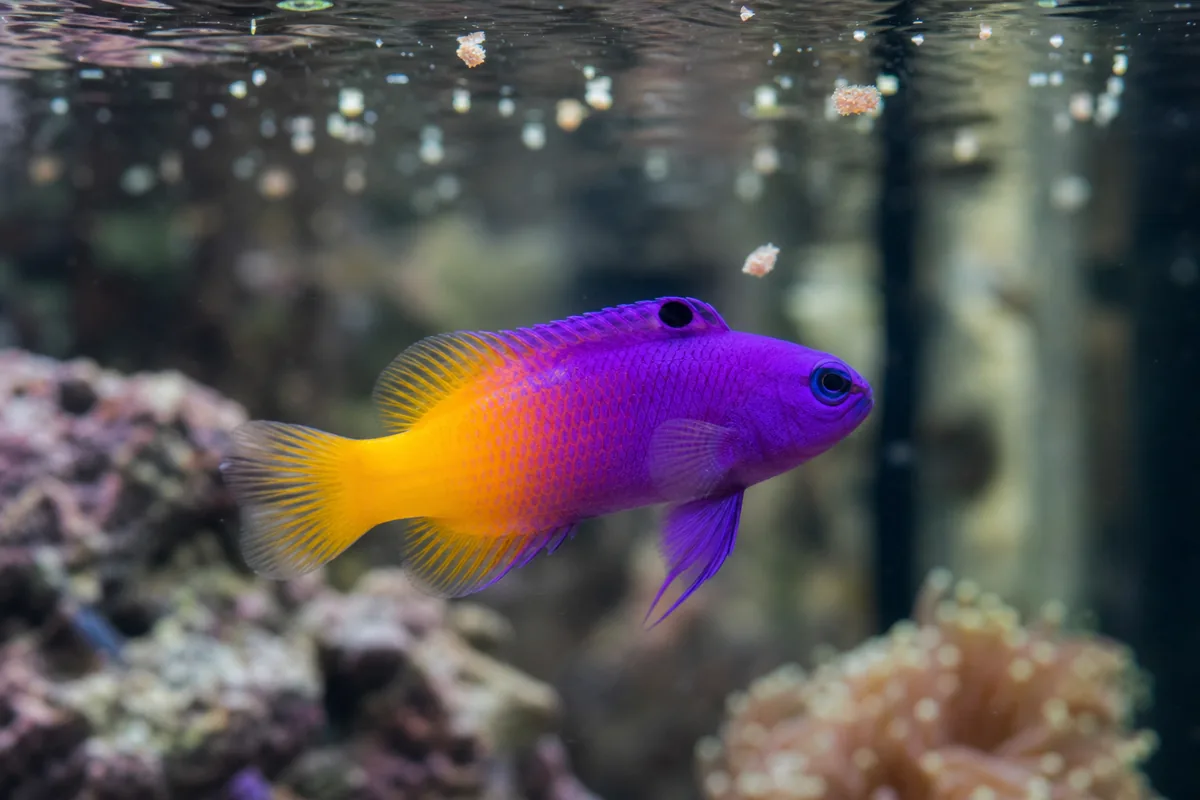Tank setup: small footprint, big personality