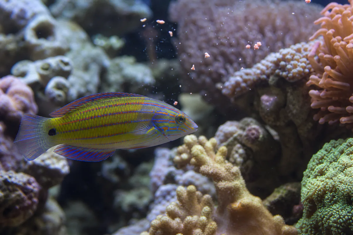 Tank setup: active fish need caves and open lanes