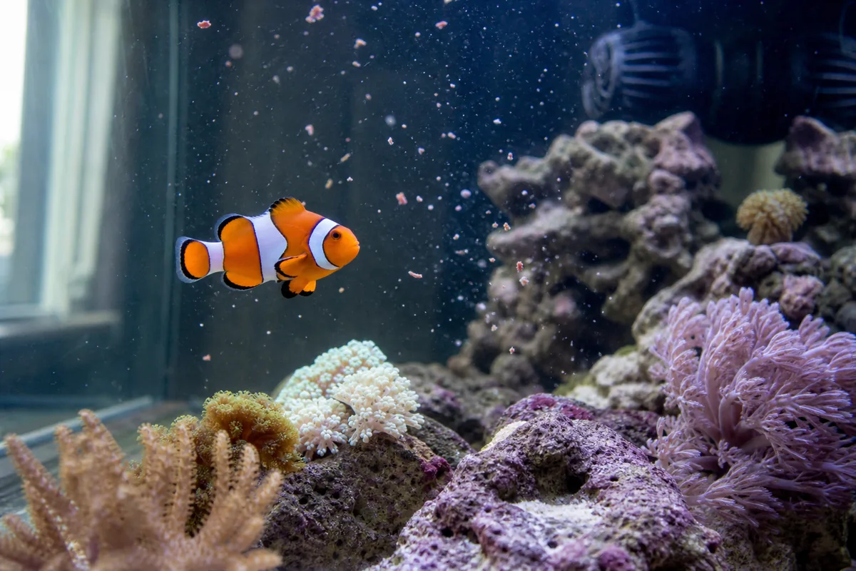 What Should a Clownfish Eat Besides Marine Pellets?