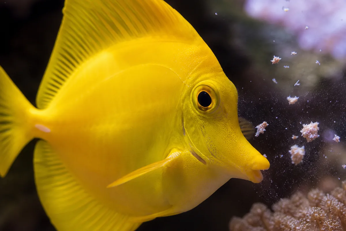Does a Yellow Tang Really Need a 75-Gallon Tank?