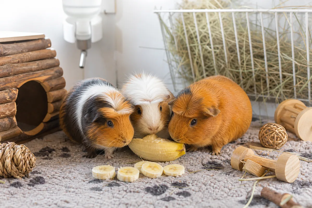Banana Nutrition: Potassium and B6 at a Sugar Cost of 12g Per 100g