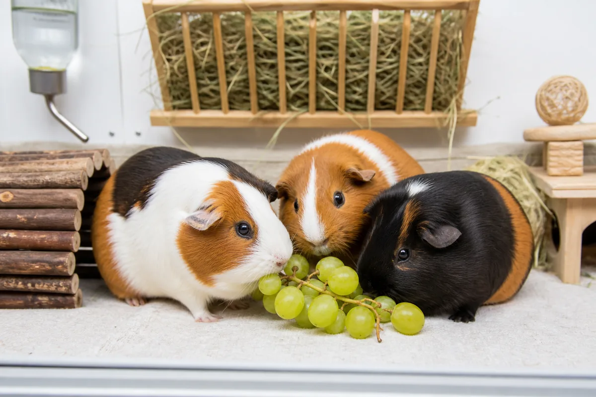 How Grapes Compare to Better Fruit Choices