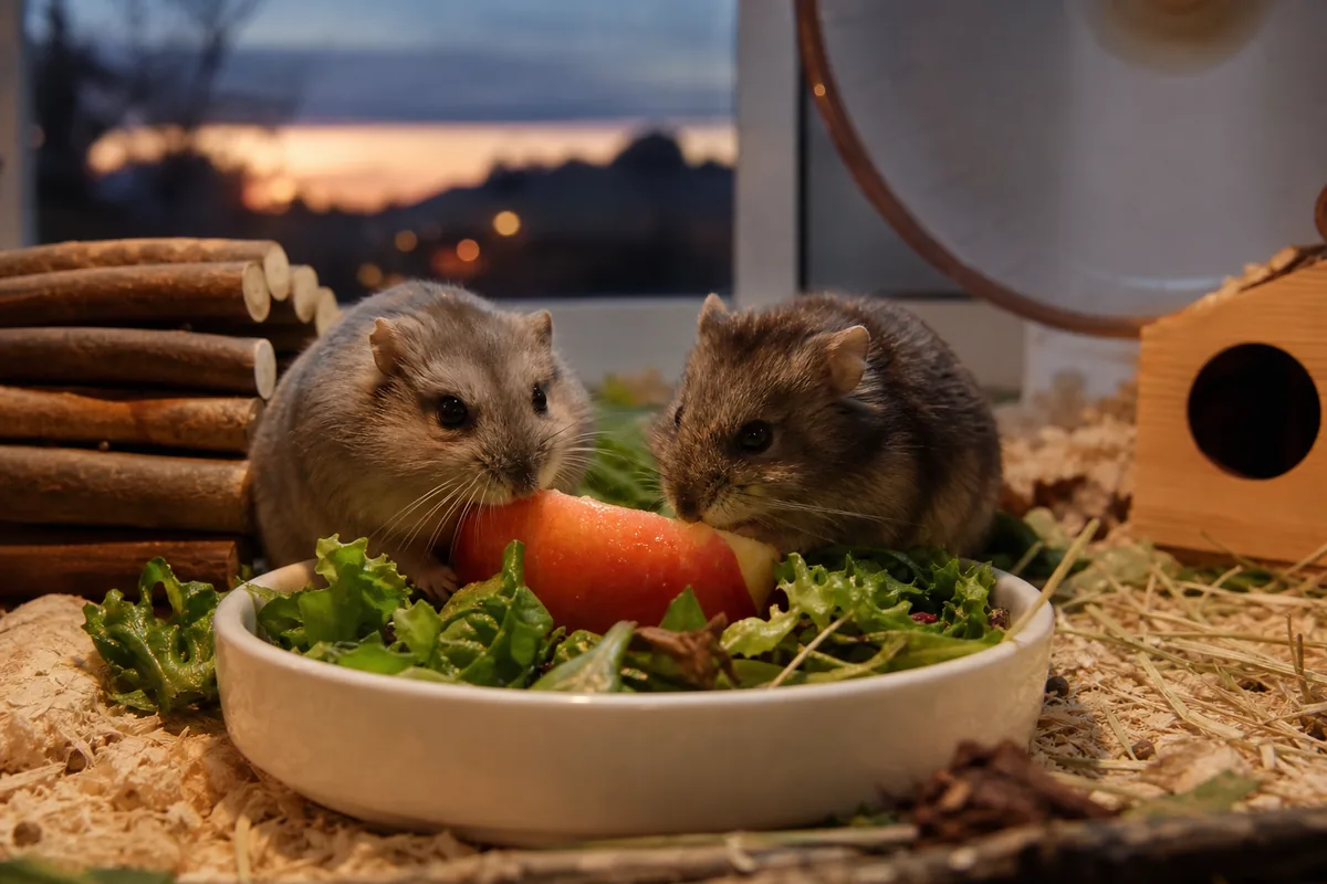 Do Apple Seeds Have to Come Out for a Hamster?