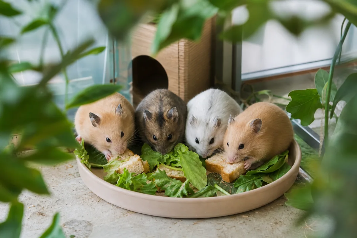 Bread Nutrition: High Carbs, Low Value for Hamsters
