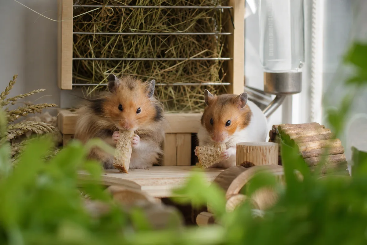 Does Plain Bread Give a Hamster Anything but Bulk?