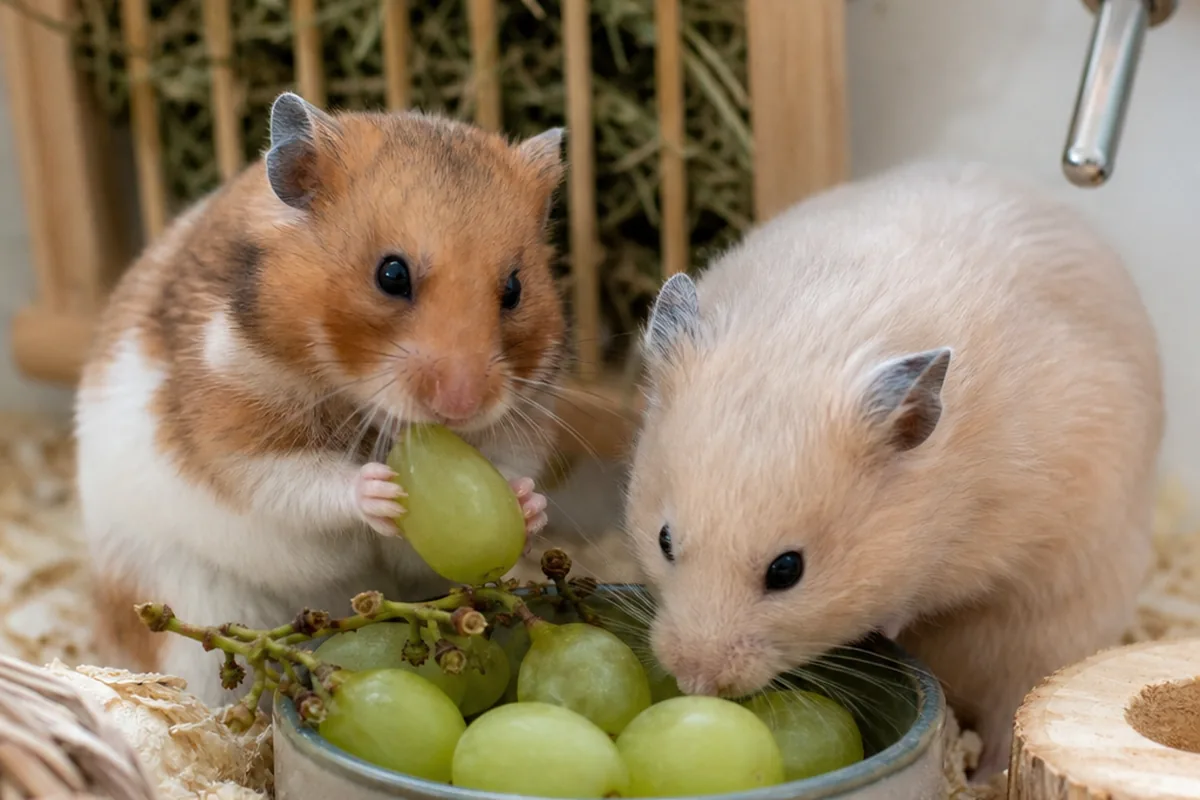 Why Does a Hamster Only Get One Small Piece of Grape?