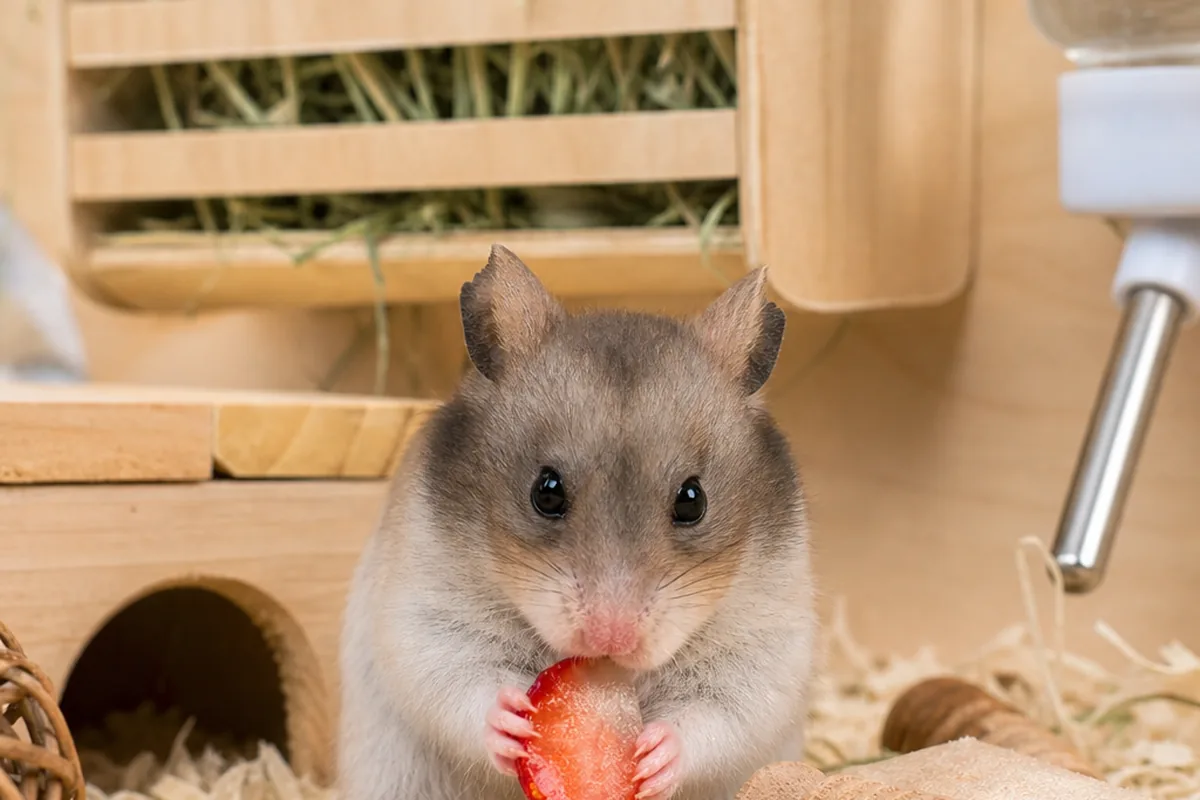 Hoarding Behavior and Fermented Strawberry Risk
