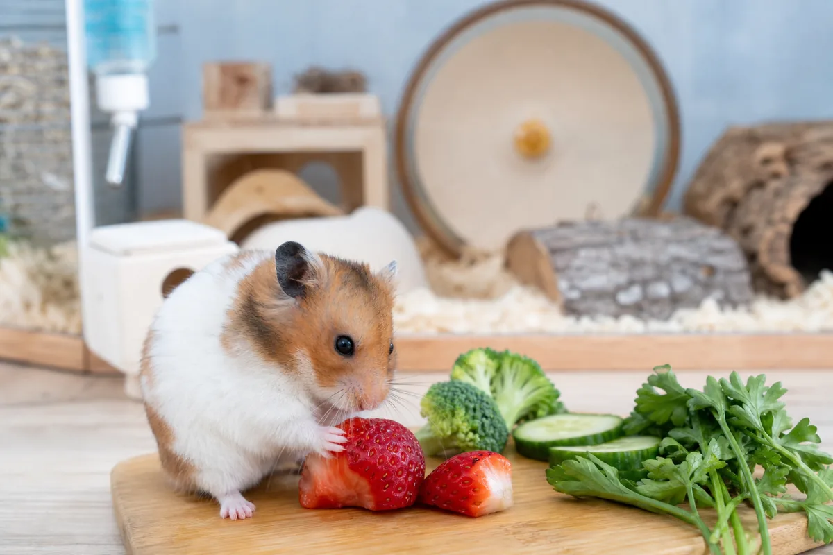 Are Strawberries Low Enough in Sugar for a Hamster?