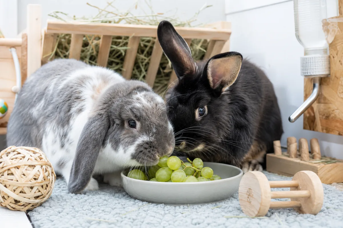 How Rare a Treat Should Grapes Be for a Rabbit?