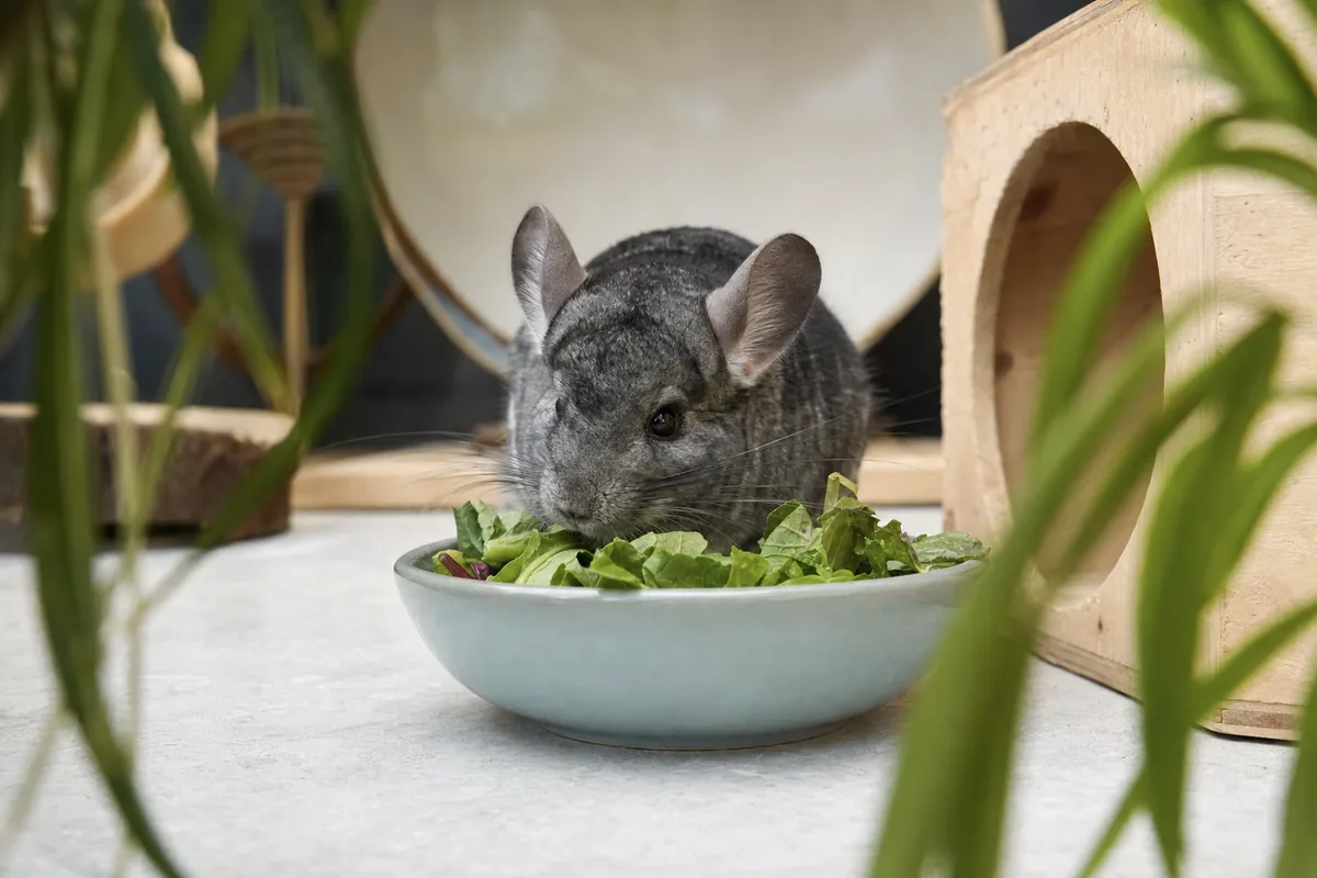 Diet: Hay-Based With Minimal Treats