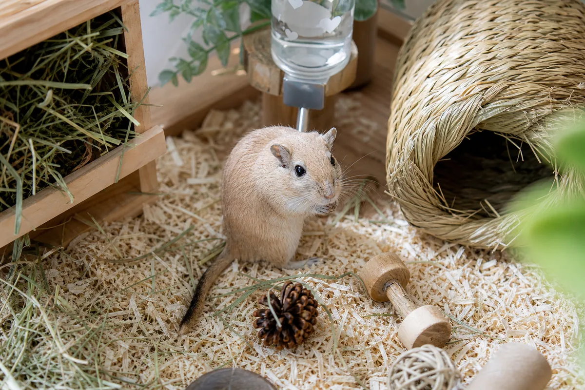 Diet: Seed Mix, Fresh Vegetables, and Constant Gnawing Material