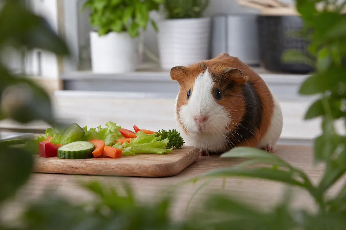 Guinea Pigs Need Real Floor Space and a Companion
