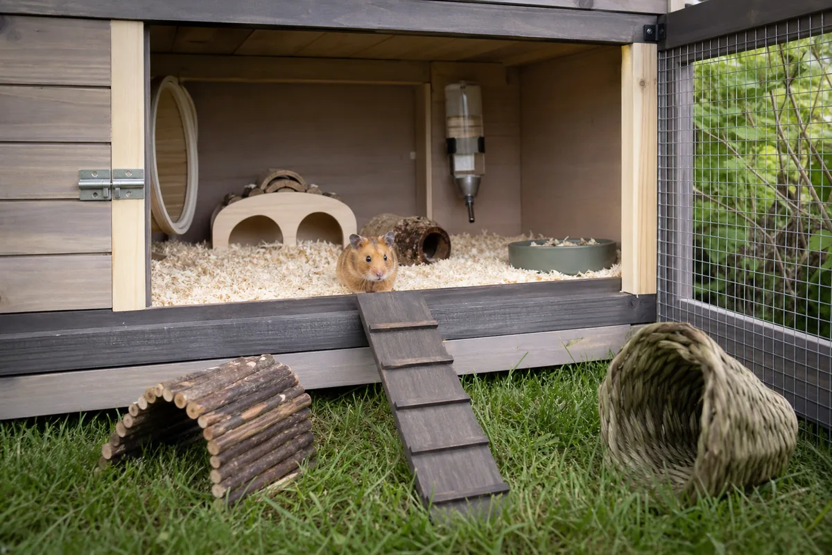 How Much Floor Space Does a Hamster Cage Really Need?