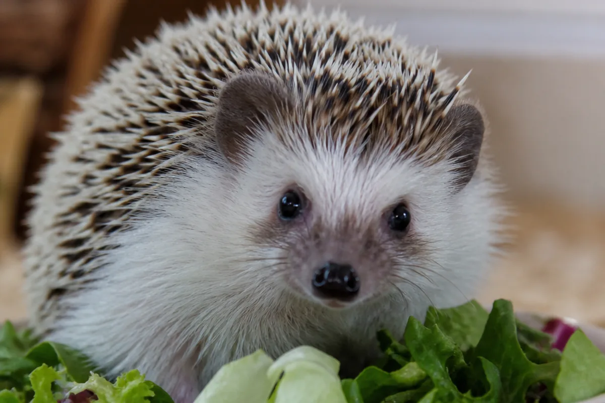 For a Hedgehog, Hibernation Is a Medical Emergency