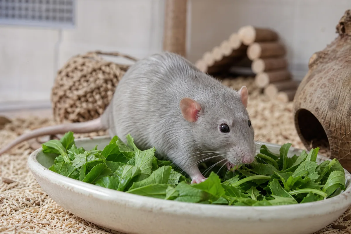 Why Pet Rats Need a Companion and a Tall Cage