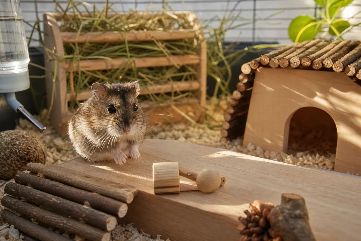 Why Does a Hamster Do Better on Pellets Than Seed Mix?