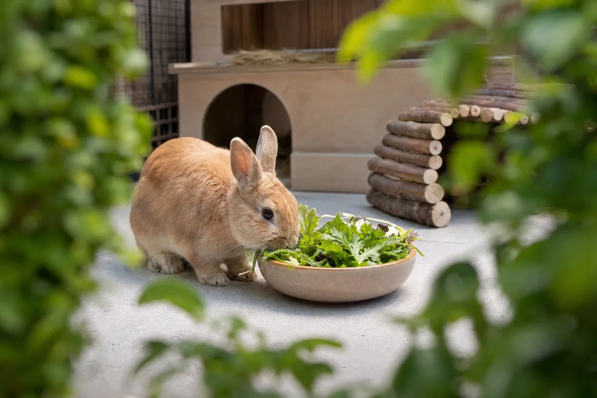 Hay Must Stay The Main Food