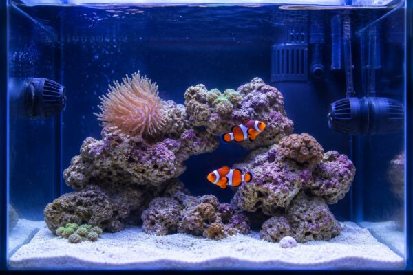Clownfish Tank Setup: Size, Equipment, and Layout