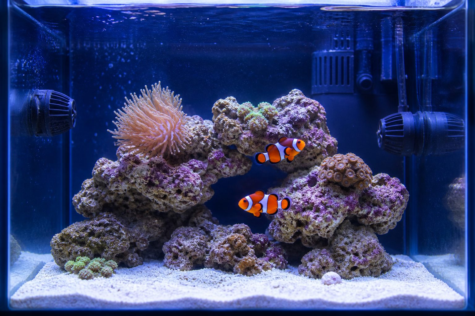 Clownfish Tank Setup: Size, Equipment, and Layout
