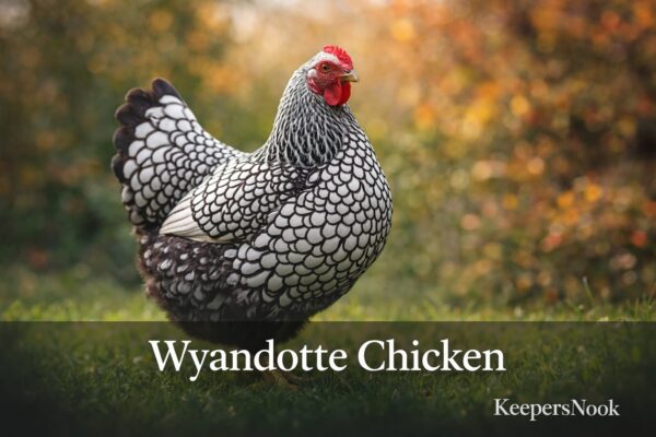 Wyandotte Chicken: Rose Comb, Cold Hardiness, and Laced Plumage